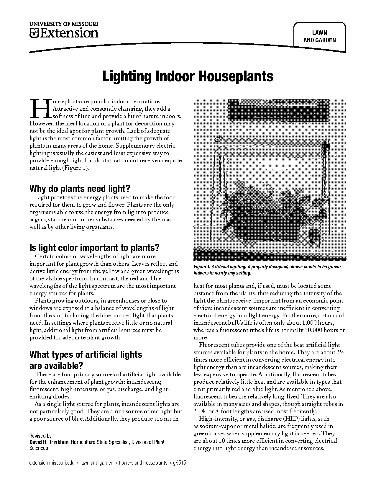 arrowhead plant care light requirements